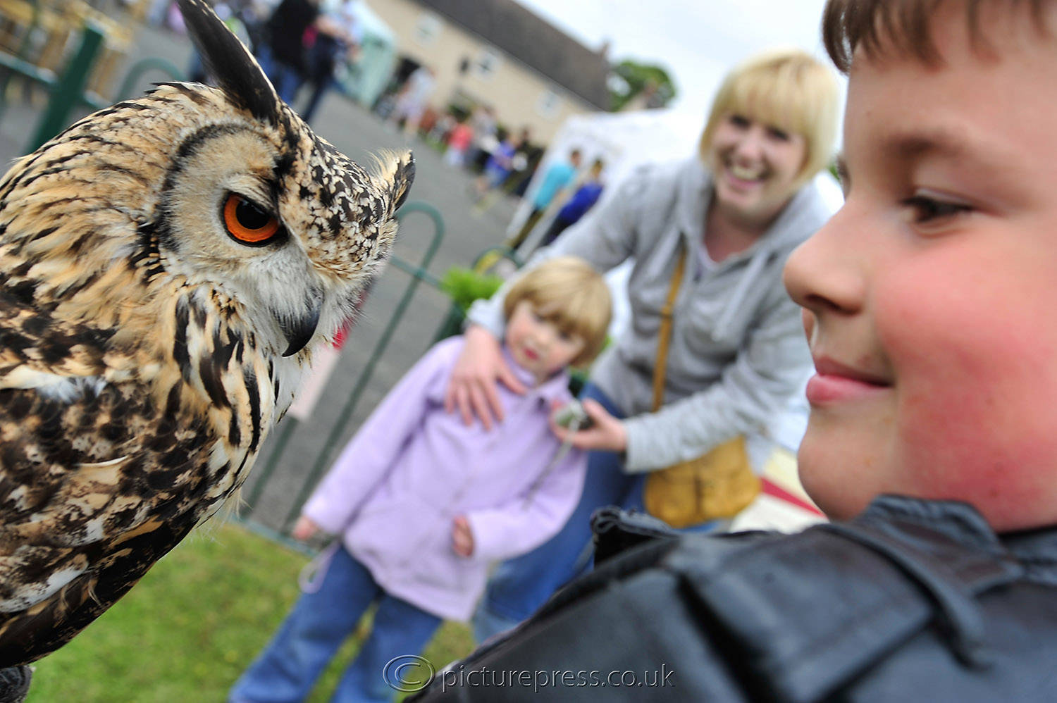 boy with owl.  image produced for news article. by picturepress 