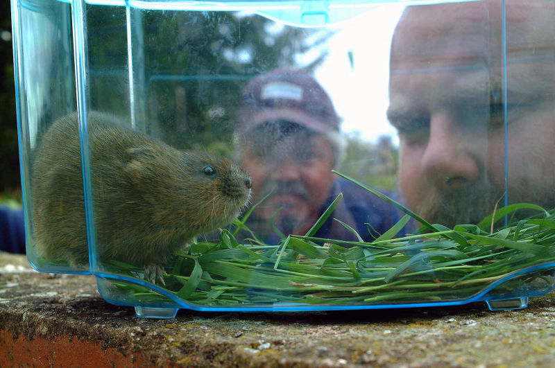man with water vole carsington water.  image produced for annual report and acounts for severn trent water.  by mike kelly  photographer.