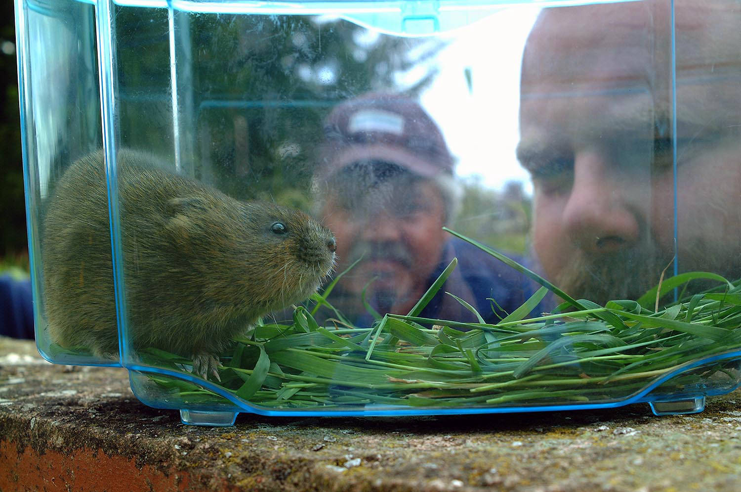 man with water vole carsington water.  image produced for annual report and acounts for severn trent water.  by mike kelly  photographer.